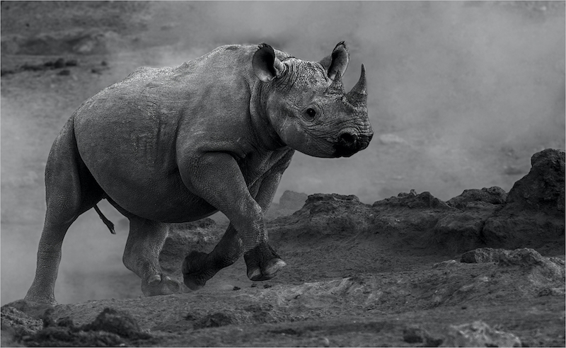 Sandton Silver Medal - Open Mono - Rhino on the run - Annette Ligthelm - AFO Photography Club