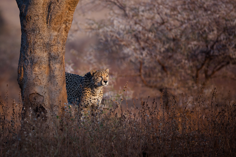 Sandton Silver Medal - Wildlife - alone in the thorn bush - Ben ter Huurne - Tygerberg Photographic Society