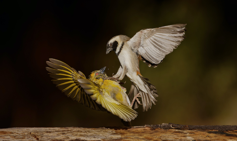 PSSA Silver Medal - PDI Nature Birds Only - Sparrow kills weaver a1 - Willem Kruger - Independent