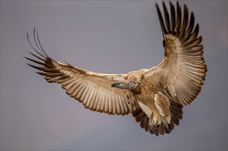 Swartland Silver Medal - PDI Nature Birds Only - Magestic Cape vulture - Leon Jacobs - Vereeniging Photographic Society