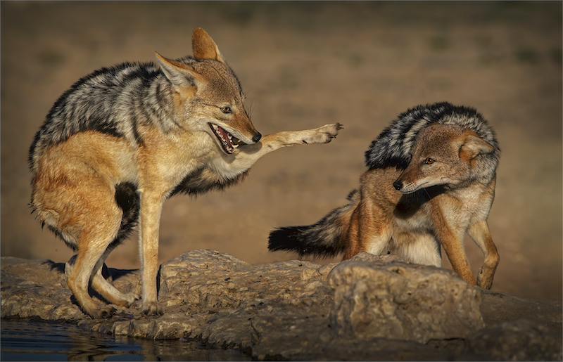 Swartland Silver Medal - PDI Nature No Birds - Jacal high five - Dries Fourie - Vereeniging Photographic Society