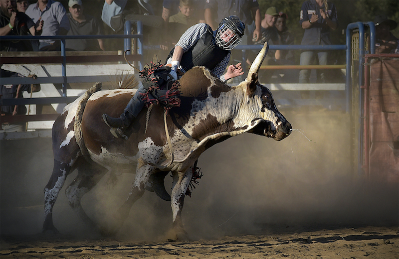 PSSA Silver Medal-Sport-Bull snot and dust-Cathy Dooley-Southern Suburbs Camera Club