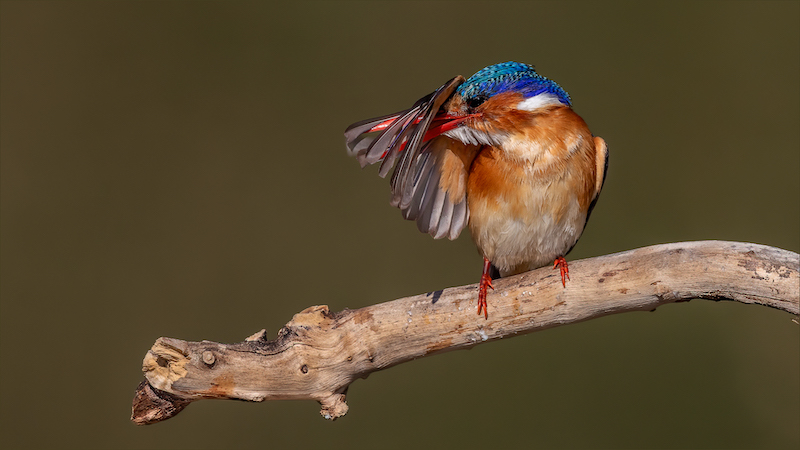 PSSA Silver Medal-Wildlife-KBMKF Cleaning-Jaco Du Toit-Imagelink Virtual Club