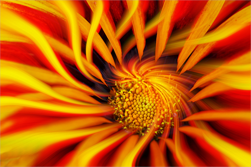 TAFKLUB Club Bronze Medal-Open Colour Prints-Pollen explosion-Phillip De Lange-Tafelberg Fotografieklub