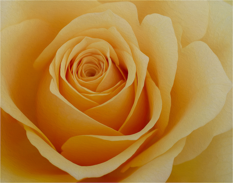 TAFKLUB Club Bronze Medal-Open Colour-Yellow Rose 2-Lee Tarleton-Tafelberg Fotografieklub