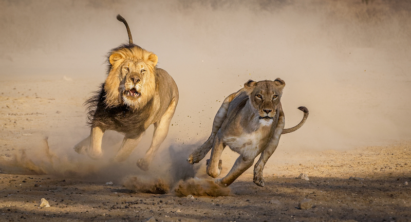 TAFKLUB Club Bronze Medal-Wildlife-The Chase-Netta de Villiers-Tafelberg Fotografieklub