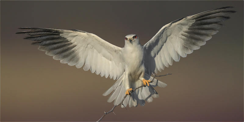 TAFKLUB Club Silver Medal-Open Colour-My territory-Michelle Pearson-Hibiscus Coast Photographic Society
