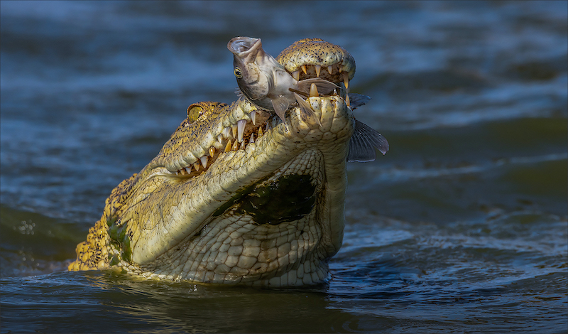 TAFKLUB Club Silver Medal-Wildlife-Krokodil met vangs-Cobus Manders-Cape Town Photographic Society