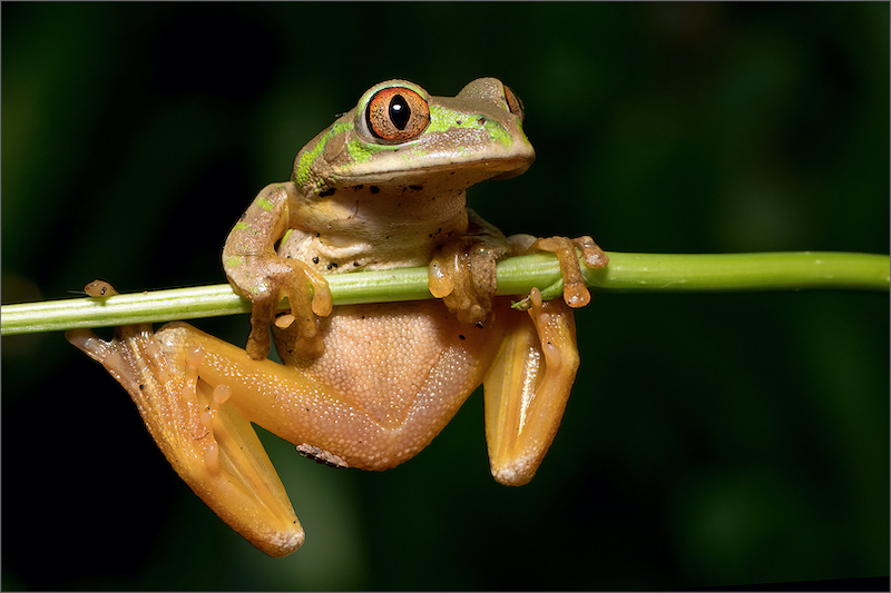 PSSA Silver Medal -Nature No Birds No Scape-Just Hanging Around-Robbie Aspeling-Sandton PS