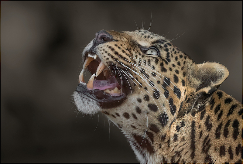 PSSA Silver Medal-My Best Image 2020-2021-Furious-Michelle Pearson-Hibiscus Coast Photographic Society