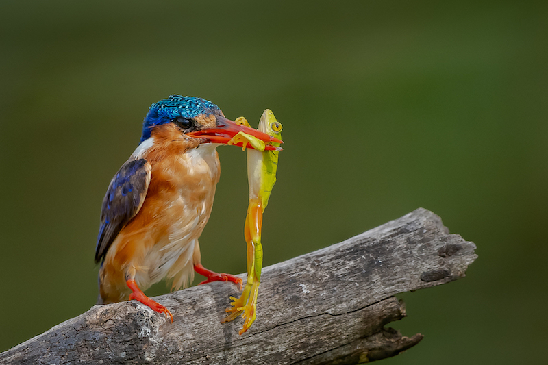 PSSA Silver Medal-Nature Birds only-Sizing up the catch-Ian Taylor-Hibiscus Coast PS