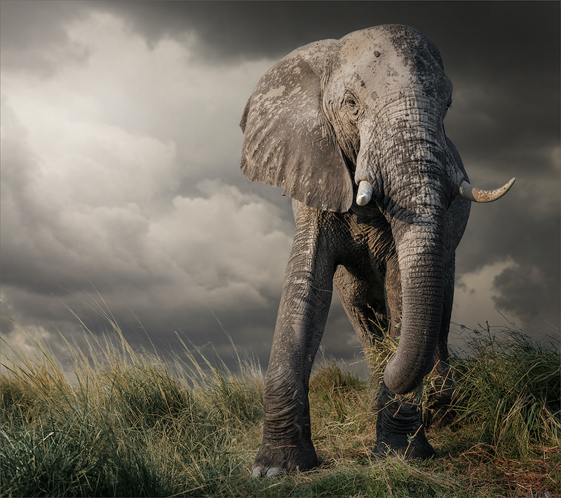 PSSA Silver Medal-Open Colour Prints-Chobe Ellie - 02 Print-Russell James-Southern Suburbs Camera Club