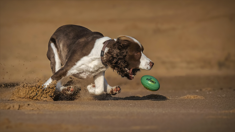 PSSA Silver Medal-Open Colour-Almost-Jaco Du Toit-Imagelink Virtual Club
