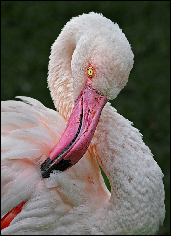 WPS Club Bronze Medal-Nature Birds only-Pretty Flamingo-Celia Fouche-Witzenberg PS