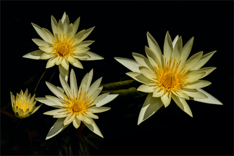 WPS Club Bronze Medal-Nature No Birds No Scapes-All in yellow-Marleen La Grange-Witzenberg PS