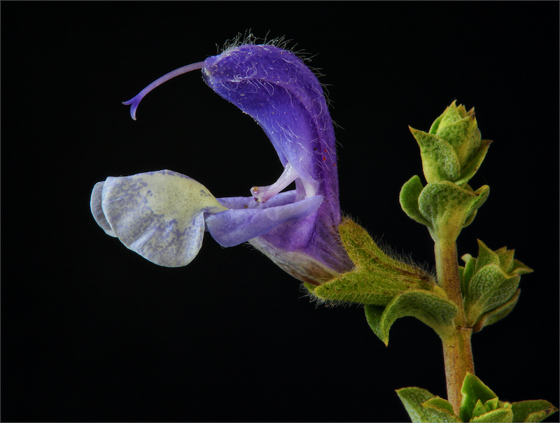 WPS Club Bronze Medal-Open Colour Prints-Gaping mouth-Louise De Lange-Witzenberg PS