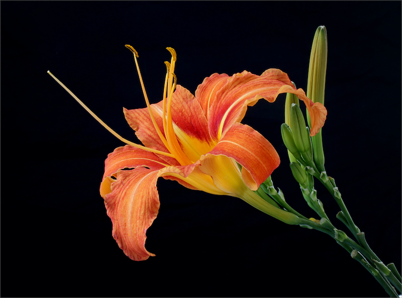 WPS Club Bronze Medal-Open Colour-Orange lily-Denise De Kock-Witzenberg PS