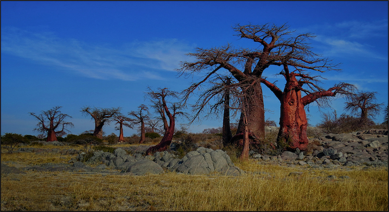 WPS Club Bronze Medal-Scapes-Boabab splendour-Celia Fouche-Witzenberg PS