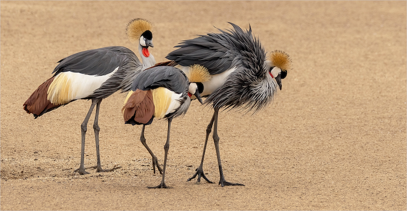 WPS Club Silver Medal-My Best Image 2020-2021-A family of three-Jacques Sellchop-Hibiscus Coast PS