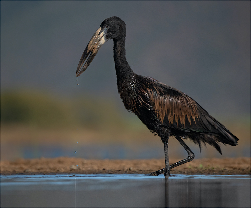 WPS Club Silver Medal-Nature Birds only-Open Billed Stork-Leon Venter-Bethal Fotografie Klub