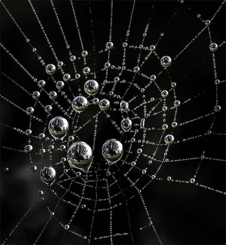 WPS Club Silver Medal-Nature No Birds No Scapes-Spider pearls-Sandy Van Vuuren-Southern Suburbs CC