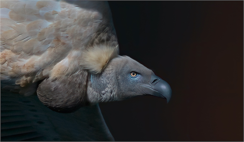 WPS Club Silver Medal-Open Colour-Through the valley of shadows-Michelle Pearson-Hibiscus Coast PS