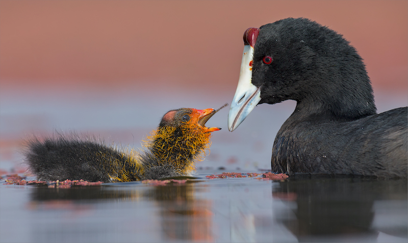 Alta Oosthuizen Feed me Mommy