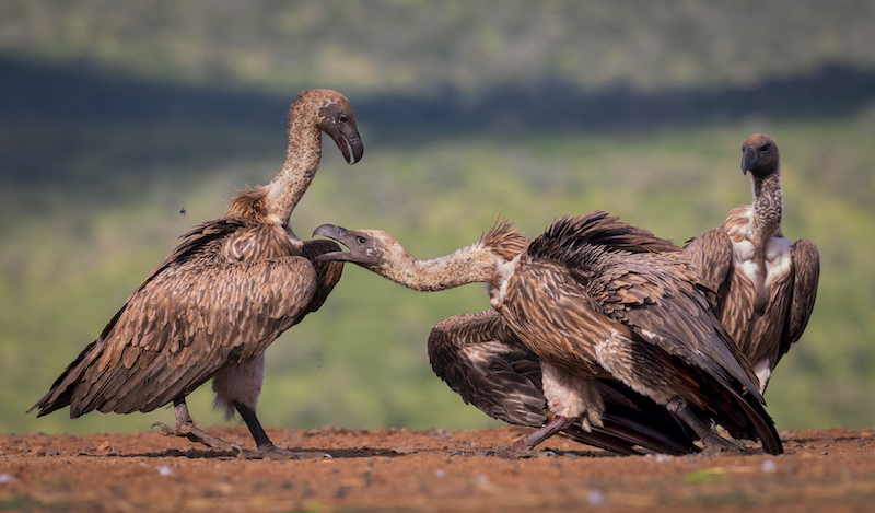 Alta Oosthuizen Get out of my way