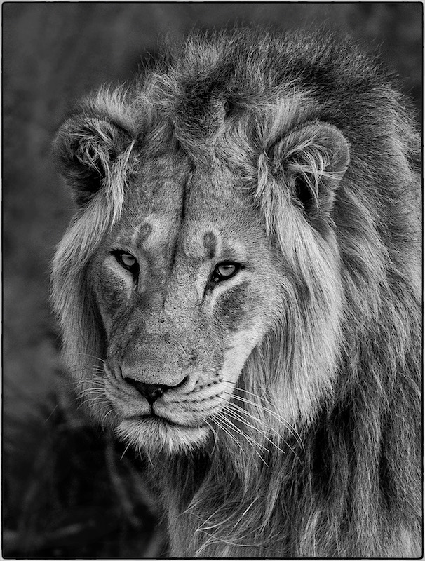 Antionette Morkel Jack