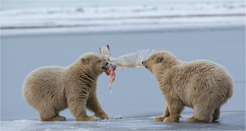 Dante Parisi Arctic Juvenile Tug Of War