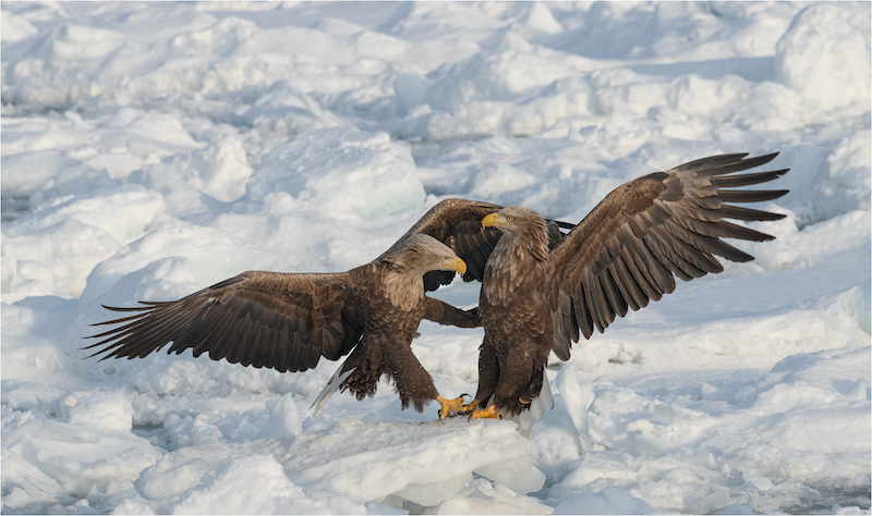 Dante Parisi Contact