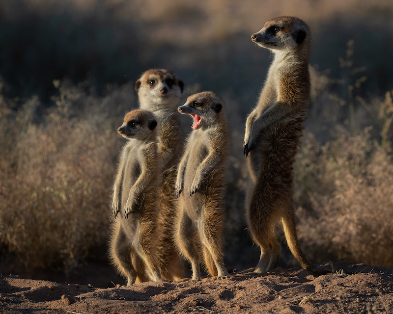 Derrick Smit Early morning yawn