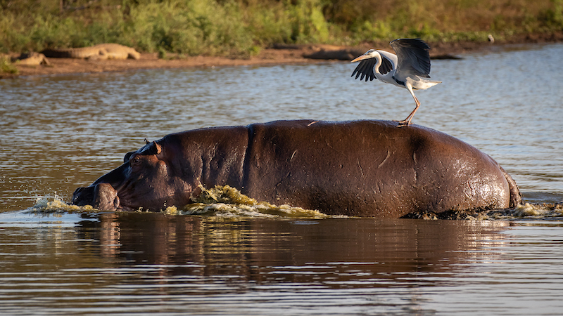 Derrick Smit Hippo surfing