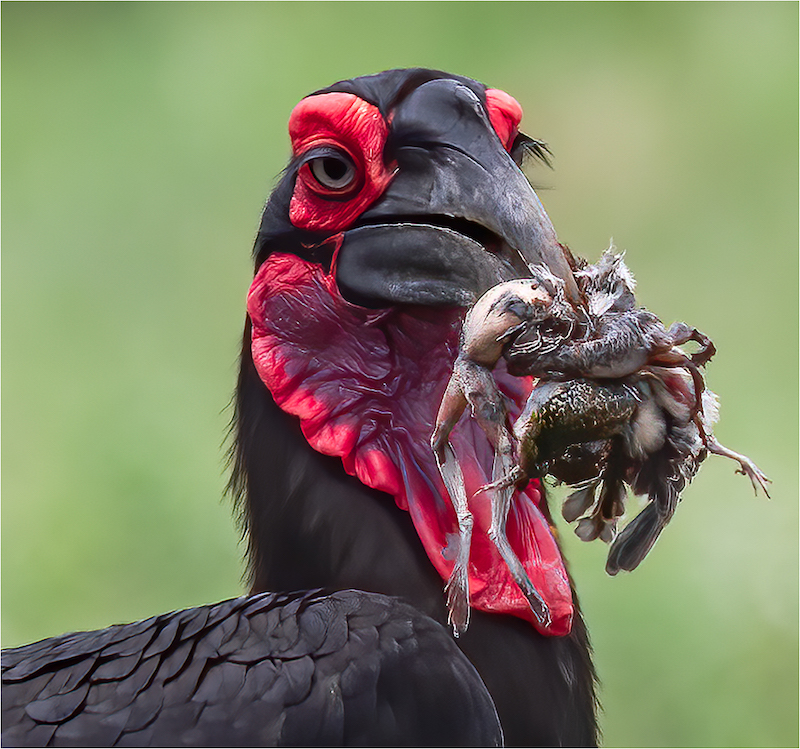 Giuseppe Carbonatto Surf and Turf.jpg