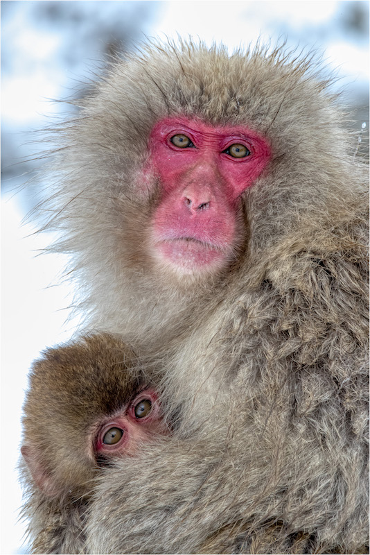 Karyn Parisi Snow Monkey Mom and Baby