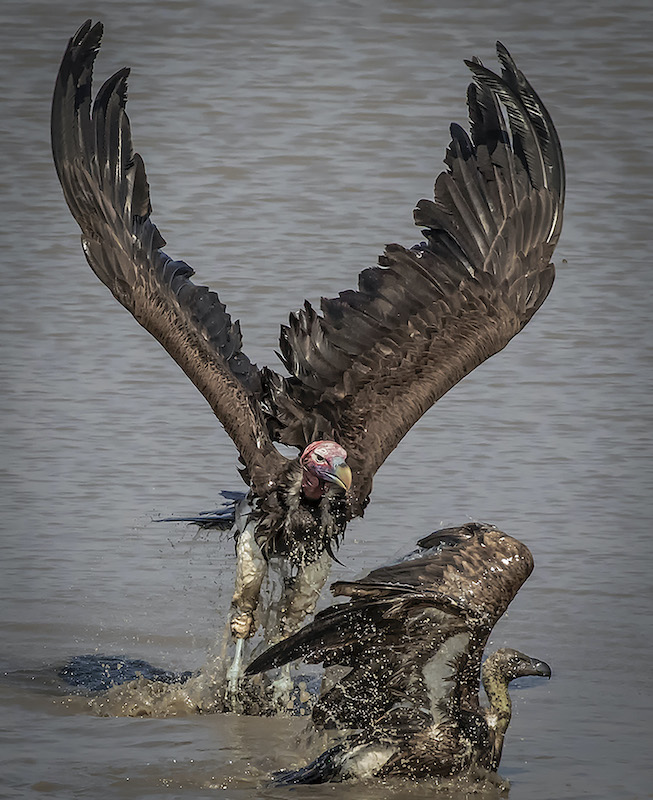 Lourens Durand Vulture Squabble