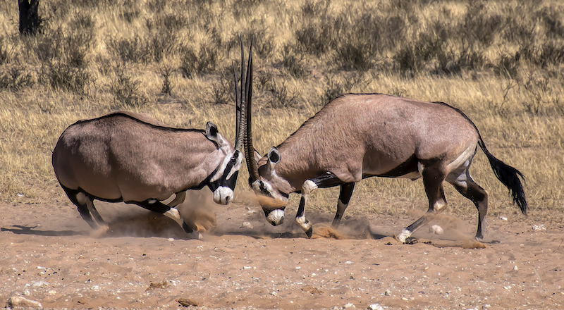 Peter Thomas Oryx sparring