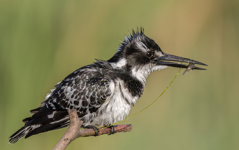 Pieter Swart No Way Out