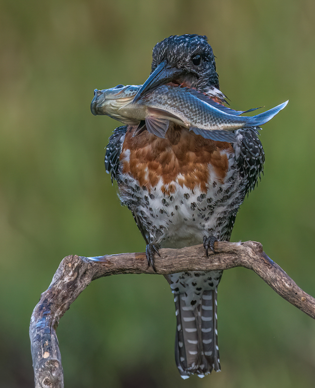 Pieter Swart This is Mine