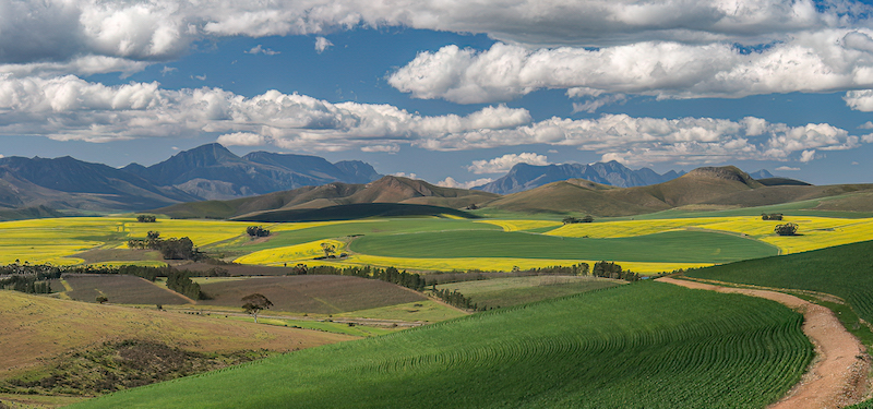 Pieter Swart Variety of Colours