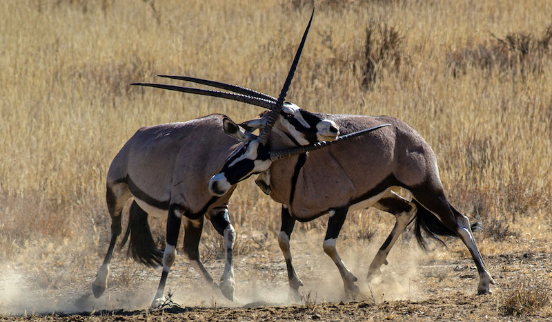 Trudi du Toit Duelling Gemsbok