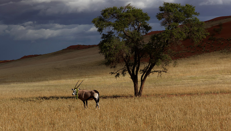 Trudi du Toit Feasting while the storm gathers