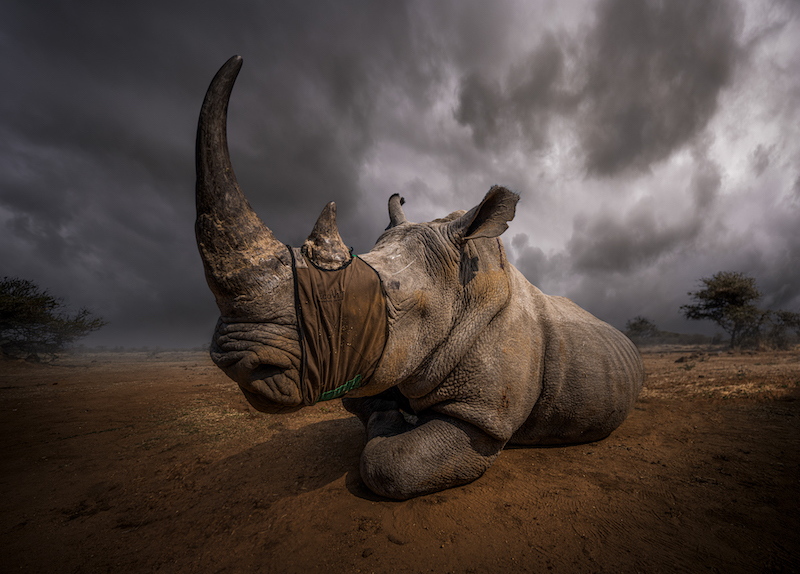 Wayne dos Santos Niz African Unicorn