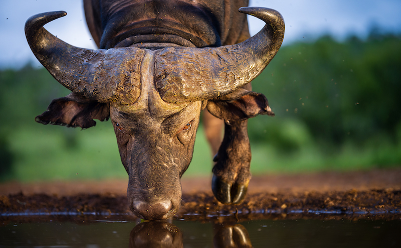 Wayne dos Santos Niz Attitude