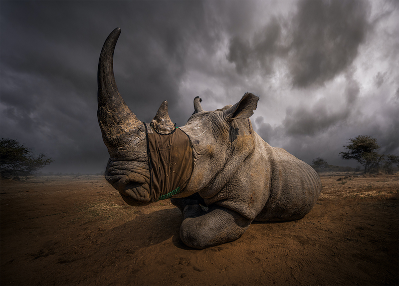 African Unicorn-Wayne dos Santos Niz