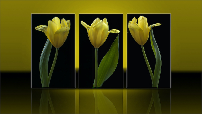 Yellow tulips-Elsa E van Dyk