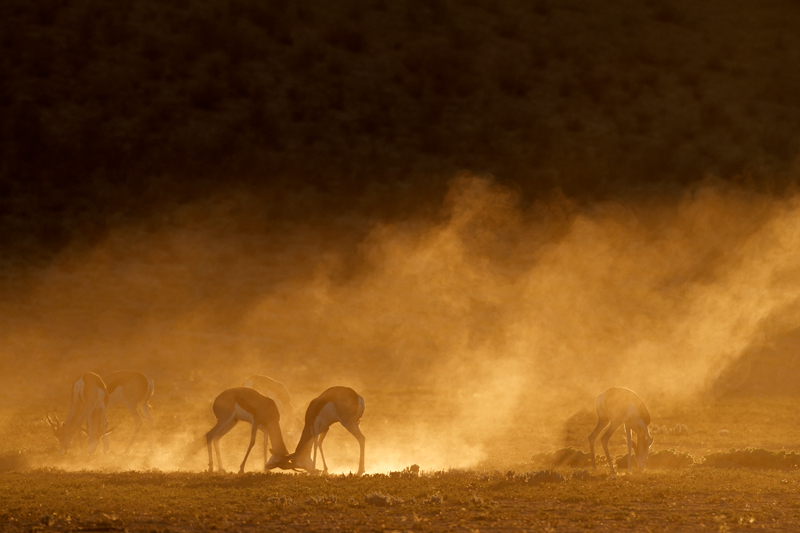 Nico Smit MPSSA - 01