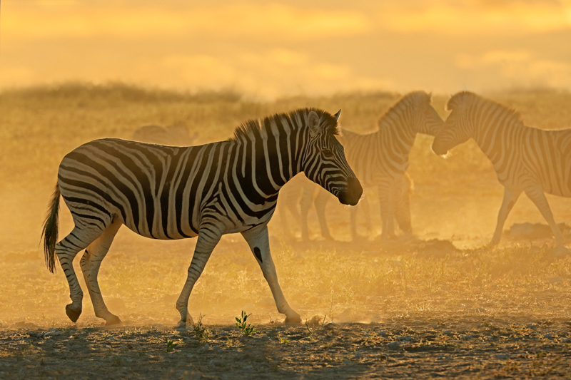 Nico Smit MPSSA - 02