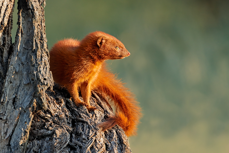 Nico Smit MPSSA - 05