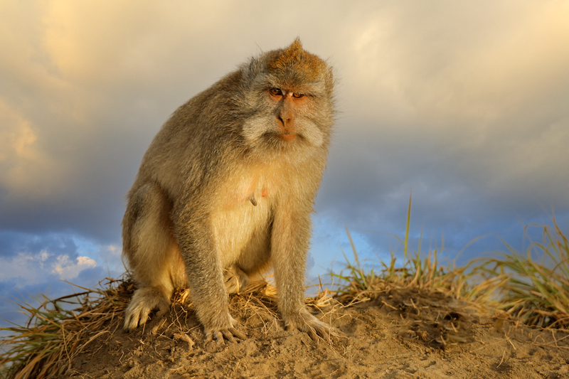 Nico Smit MPSSA - 06